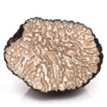 Tartufo Estivo